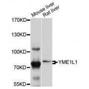 Western blot analysis of extracts of various cell lines, using YME1L1 antibody (abx126805) at 1/1000 dilution.
