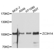 Western blot analysis of extracts of various cell lines, using ZC3H14 antibody (abx126806) at 1/1000 dilution.