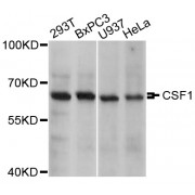 Western blot analysis of extracts of various cell lines, using CSF1 antibody (abx126873) at 1/1000 dilution.