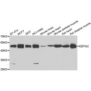 Western blot analysis of extracts of various cell lines, using EEF1A2 antibody (abx126892) at 1/1000 dilution.