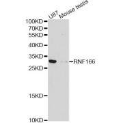 Western blot analysis of extracts of various cell lines, using RNF166 antibody (abx127035) at 1/1000 dilution.