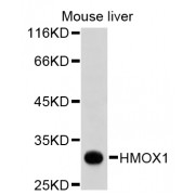 Western blot analysis of extracts of mouse liver, using HMOX1 antibody (abx127106).