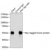 Immunoprecipitation of over-expressed Myc-tagged protein in 293T cells incubated using Myc-tag antibody (abx005583). A mock served as negative control using mouse Control IgG (abx127121) and over-expressed 293T cell lysate served as positive control.