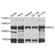 Western blot analysis of extracts of various cell lines, using BRD3 antibody (abx135725) at 1/1000 dilution.