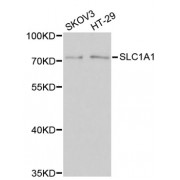 Western blot analysis of extracts of various cell lines, using SLC1A1 antibody (abx135730) at 1/1000 dilution.