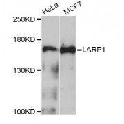 Western blot analysis of extracts of various cell lines, using LARP1 Antibody (abx135737) at 1/1000 dilution.