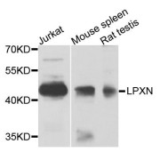 Western blot analysis of extracts of various cell lines, using LPXN antibody (abx135747) at 1/1000 dilution.