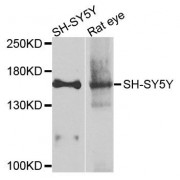 Western blot analysis of extracts of various cell lines, using ADCY2 antibody (abx135749) at 1/1000 dilution.