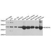 Western blot analysis of extracts of various cell lines, using BCKDHA antibody (abx135750) at 1/1000 dilution.