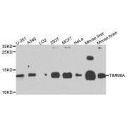 Western blot analysis of extracts of various cell lines, using TIMM8A antibody (abx135755) at 1/1000 dilution.