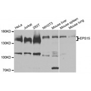 Western blot analysis of extracts of various cell lines, using EPS15 antibody (abx135758) at 1:3000 dilution.