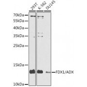 Western blot analysis of extracts of various cell lines using FDX1 antibody (1/1000 dilution).