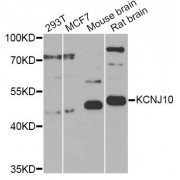 Western blot analysis of extracts of various cell lines, using KCNJ10 Antibody (abx135770) at 1/1000 dilution.