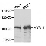 Western blot analysis of extracts of various cell lines, using MYBL1 antibody (abx135773) at 1/1000 dilution.