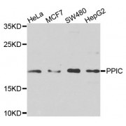 Western blot analysis of extracts of various cell lines, using PPIC antibody (abx135781) at 1/1000 dilution.