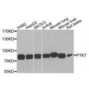 Western blot analysis of extracts of various cell lines, using PTK7 antibody (abx135783) at 1/1000 dilution.