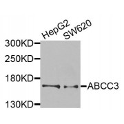 Western blot analysis of extracts of various cell lines, using ABCC3 antibody (abx135793) at 1/1000 dilution.