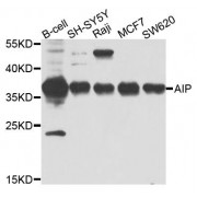 Western blot analysis of extracts of various cell lines, using AIP antibody (abx135796) at 1/1000 dilution.