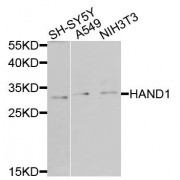 Western blot analysis of extracts of various cell lines, using HAND1 antibody (abx135799) at 1/1000 dilution.
