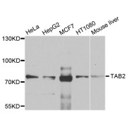 Western blot analysis of extracts of various cell lines, using TAB2 antibody (abx135811) at 1/1000 dilution.