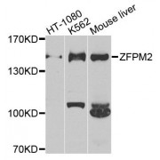 Western blot analysis of extracts of various cell lines, using ZFPM2 antibody (abx135812) at 1/1000 dilution.