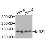 Western blot analysis of extracts of various cell lines, using BRD1 antibody (abx135813) at 1/1000 dilution.