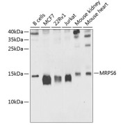Western blot analysis of extracts of B cells (Lane 1), MCF7 (Lane 2), 22Rv1 (Lane 3), Jurkat (Lane 4) cell lysates, Mouse kidney (Lane 5) and Mouse heart (Lane 6) tissue extracts (25 µg per lane), using 28S Ribosomal Protein S6, Mitochondrial Antibody (1/1000 dilution), followed by <a href="https://www.abbexa.com/index.php?route=product/search&search=abx005548" target="_blank">abx005548</a> - Goat Anti-Rabbit IgG, H+L (1/10000 dilution) and 3% non-fat dry milk in TBST for blocking.