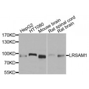 Western blot analysis of extracts of various cell lines, using LRSAM1 antibody (abx135829) at 1/1000 dilution.