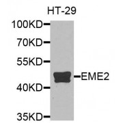 Western blot analysis of extracts of HT-29 cells, using EME2 antibody (abx135835) at 1/1000 dilution.
