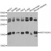 Western blot analysis of extracts of various cell lines, using HIST1H2AG Antibody (abx135839) at 1/1000 dilution.