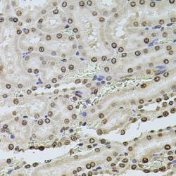 Histone Cluster 1, H2ag (HIST1H2AG) Antibody