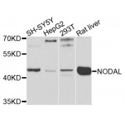 Western blot analysis of extracts of various cell lines, using NODAL antibody (abx135845) at 1/1000 dilution.
