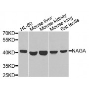 Western blot analysis of extracts of various cell lines, using NAGA antibody (abx135862) at 1/1000 dilution.