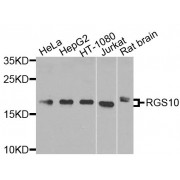 Western blot analysis of extracts of various cell lines, using RGS10 antibody (abx135868) at 1/1000 dilution.