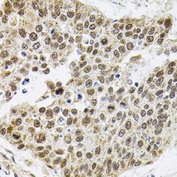 BRG1-Associated Factor 60A (BAF60a) Antibody