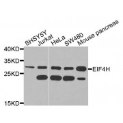 Western blot analysis of extracts of various cell lines, using EIF4H antibody (abx135873) at 1/1000 dilution.