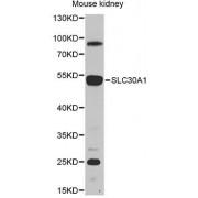 Western blot analysis of extracts of mouse kidney, using SLC30A1 antibody (abx135874) at 1/1000 dilution.