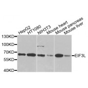 Western blot analysis of extracts of various cell lines, using EIF3L antibody (abx135892) at 1/1000 dilution.