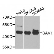 Western blot analysis of extracts of various cell lines, using SAV1 antibody (abx135900) at 1/1000 dilution.