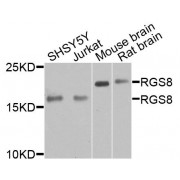 Western blot analysis of extracts of various cell lines, using RGS8 antibody (abx135907) at 1/1000 dilution.
