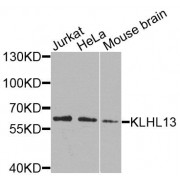 Western blot analysis of extracts of various cell lines, using KLHL13 antibody (abx135909) at 1/1000 dilution.