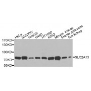Western blot analysis of extracts of various cell lines, using SLC2A13 antibody (abx135913) at 1/1000 dilution.