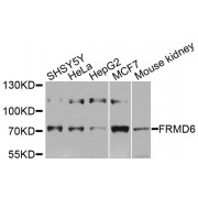 Western blot analysis of extracts of various cell lines, using FRMD6 antibody (abx135915) at 1/1000 dilution.