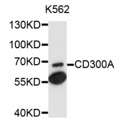 Western blot analysis of extracts of K-562 cells, using CD300A antibody (abx135925) at 1/1000 dilution.