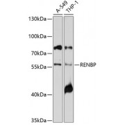 Western blot analysis of extracts of various cell lines, using RENBP antibody (1/1000 dilution).