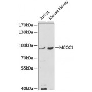 Western blot analysis of extracts of various cell lines, using MCCC1 antibody (abx135938) at 1/1000 dilution.