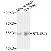 Western blot analysis of extracts of various cell lines, using RTN4RL1 antibody (abx135939) at 1/1000 dilution.