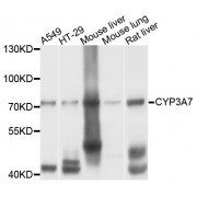 Western blot analysis of extracts of various cell lines, using CYP3A7 antibody (abx135944) at 1/1000 dilution.