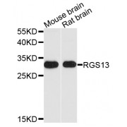 Western blot analysis of extracts of various cell lines, using RGS13 antibody (abx135953) at 1/1000 dilution.