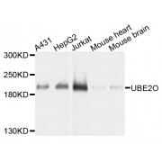 Western blot analysis of extracts of various cell lines, using UBE2O antibody (abx135954) at 1/1000 dilution.